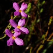 Lachnaea grandiflora, KRCA
